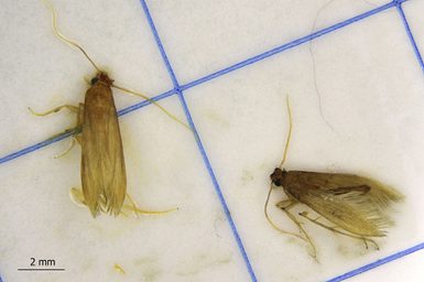 Insects caught on a pheromone trap